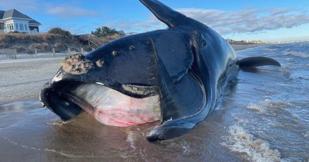 blue whale bitten in half