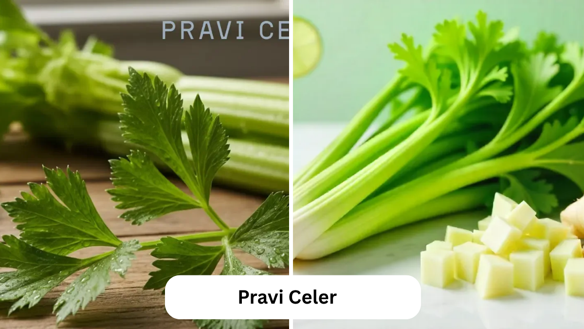 pravi celer